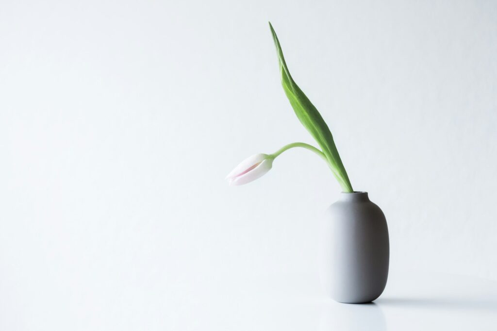 A tulip inside a pottery with clean background